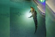 Estados Unidos: Família encontra jacaré de 3 metros em piscina