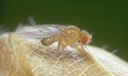Mosca-das-frutas