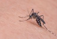Brasil registra mais de 500 mil casos de dengue no ano