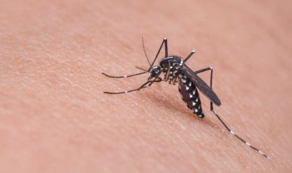 Brasil registra mais de 500 mil casos de dengue no ano