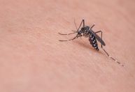 Como prevenir a dengue? Veja os principais cuidados