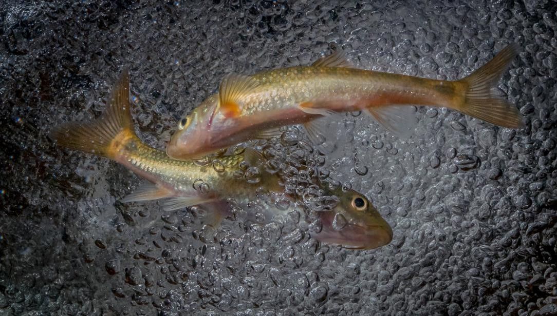 peixes áfrica do sul