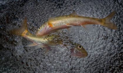 Fotos subaquáticas mostram a vida de espécies em rios ameaçados pela crise climática