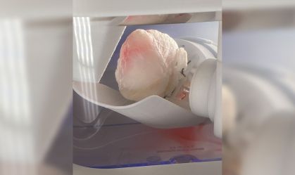 Cientistas desenvolvem tecnologia que restaura função celular em porcos após a morte