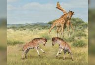 Pescoço da girafa não evoluiu para pegar folhas, mas para disputa por fêmeas, diz estudo