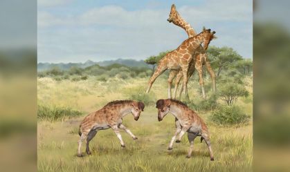 Girafa