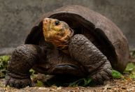 Cientistas descobrem fêmea de tartaruga que acreditava-se estar extinta