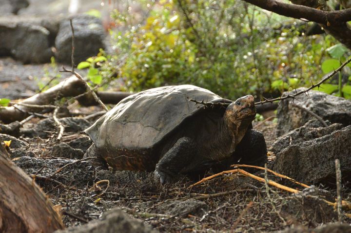 Fernanda é geneticamente distinta de outras espécies de tartarugas gigantes de Galápagos. / Galapagos Conservancy