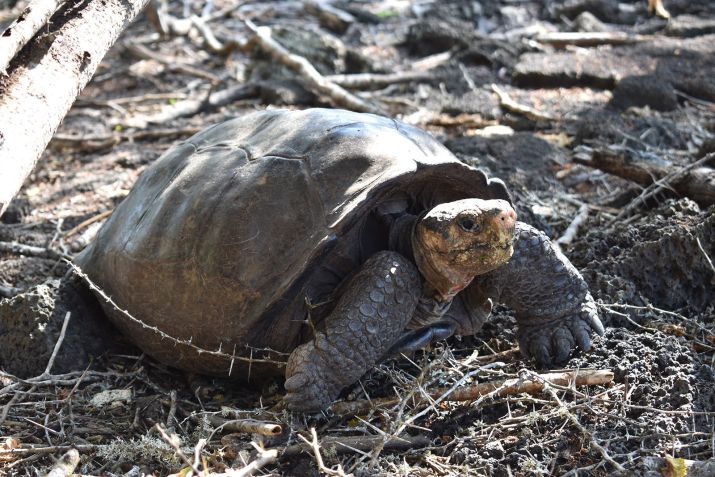 Fernanda pode ser o que os pesquisadores chamam de “fim” de sua espécie, mas eles esperam que ela seja apenas o começo para as gerações futuras. / Galapagos Conservancy