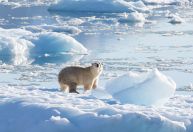 População de urso polar recém-identificada vive isolada na Groenlândia