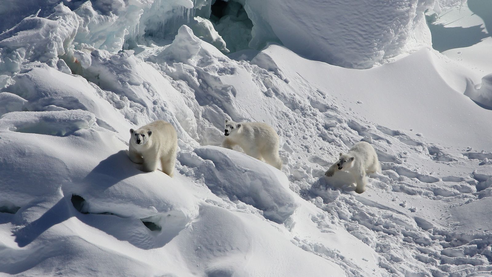 Uma ursa polar adulta (à esquerda) e dois filhotes de 1 ano caminham sobre o gelo de uma geleira de água doce coberto de neve em março de 2015. / Kristin Laidre/Universidade de Washington