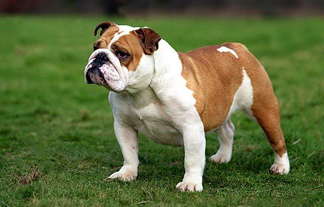 Bulldog inglês / Ultimoribelle / Wikimedia Commons
