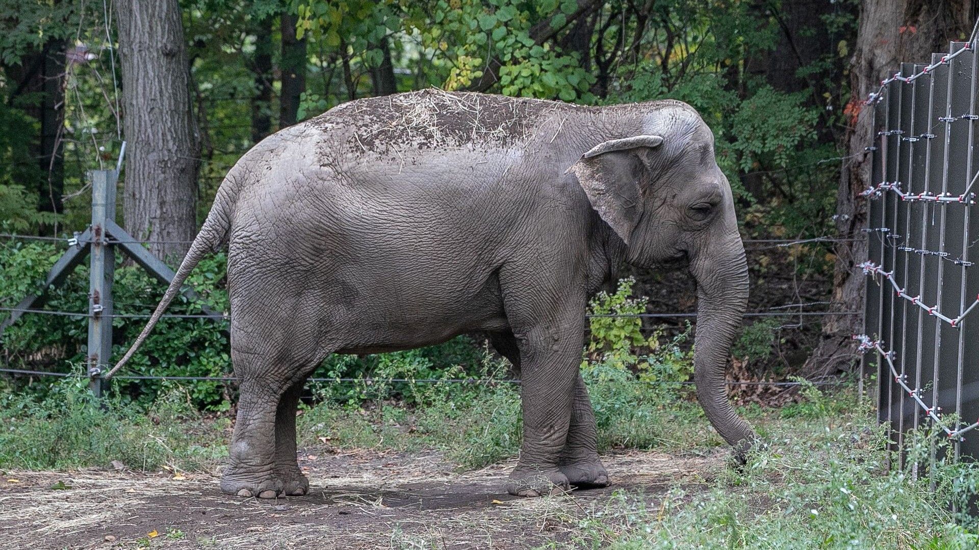 Elefante Happy