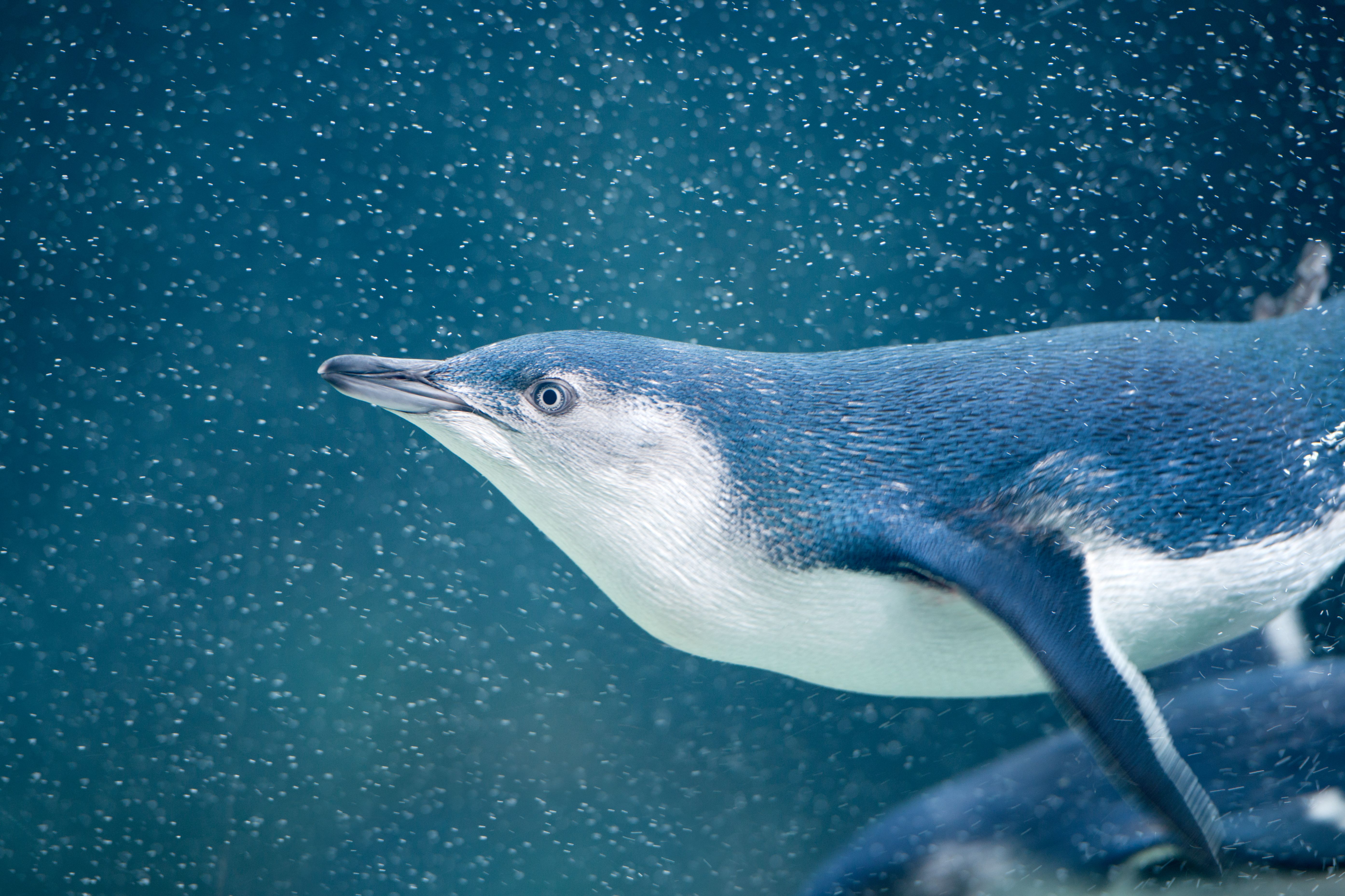 Pequeno pinguim azul