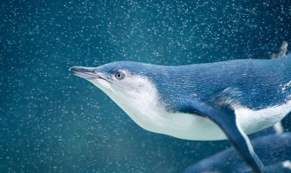 Mortes de pinguins podem estar ligadas a mudanças climáticas, dizem especialistas