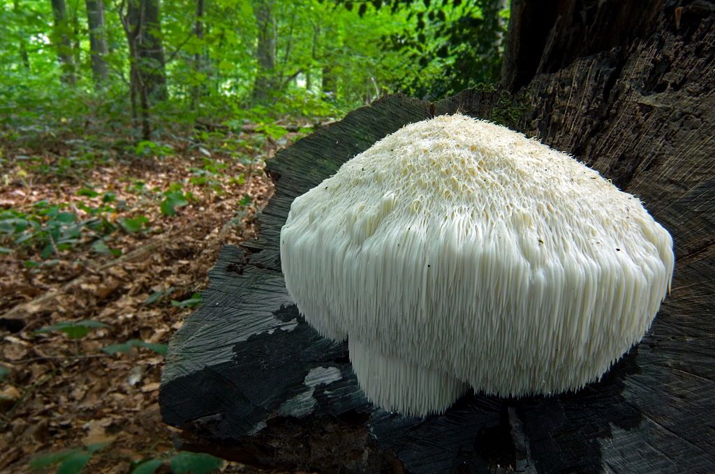Lion's mane mushroom