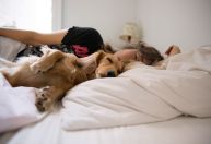 Entenda os impactos de dormir com seu animal de estimação