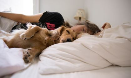 cachorro animal de estimação