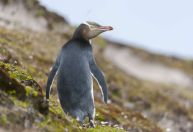 Conheça o centro de reabilitação para pinguins ameaçados da Nova Zelândia