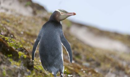 Conheça o centro de reabilitação para pinguins ameaçados da Nova Zelândia