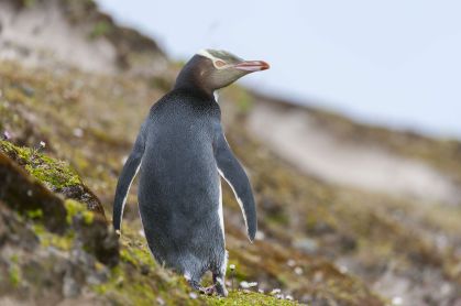 Pinguim-de-olho-amarelo