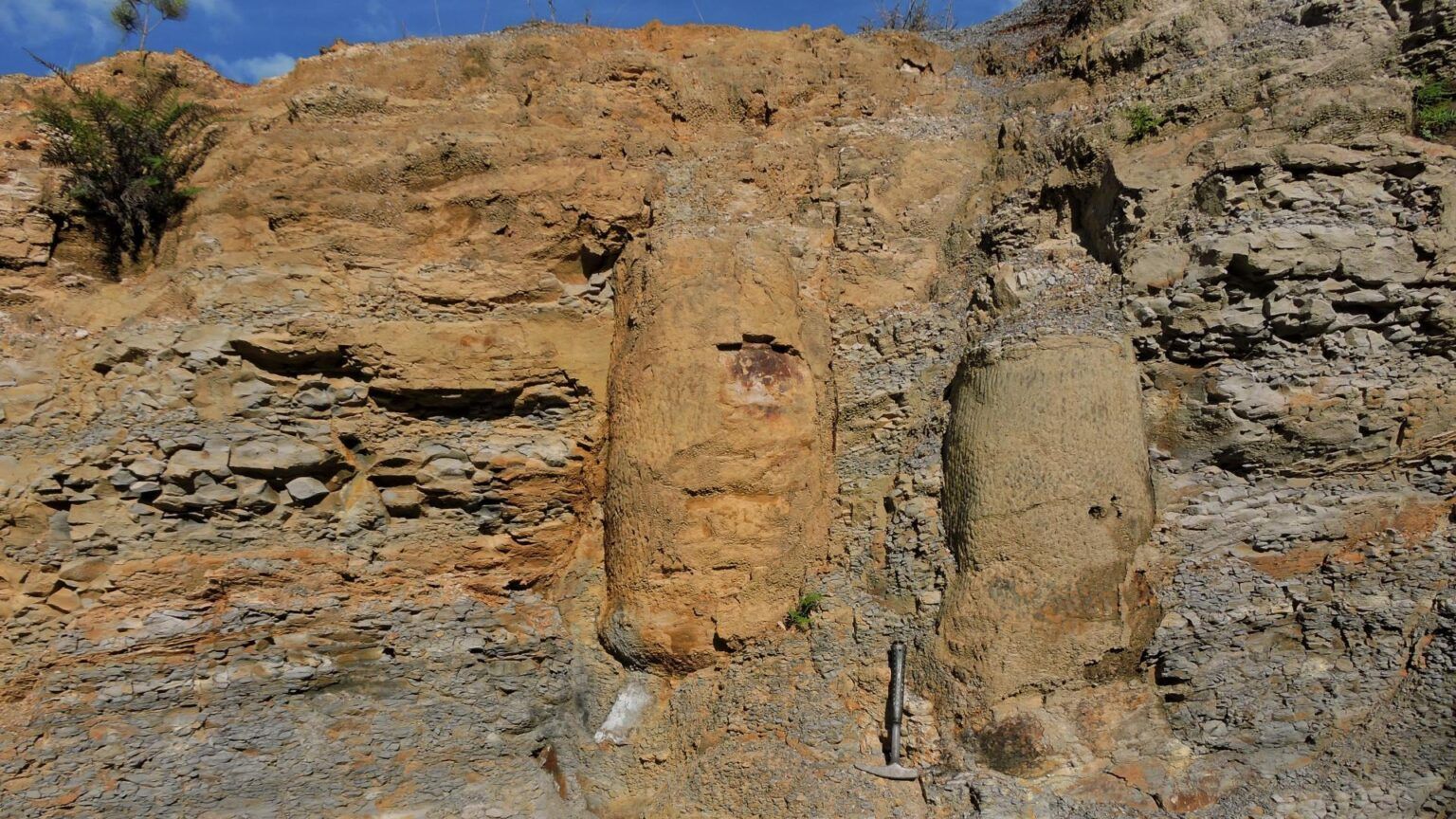 Imagem de destaque do post: Pesquisa descobre floresta fossilizada de 290 milhões de anos no Paraná