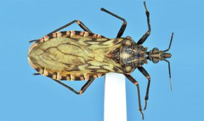Fiocruz identifica nova espécie de barbeiro, que transmite doença de Chagas