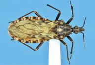 Fiocruz identifica nova espécie de barbeiro, que transmite doença de Chagas