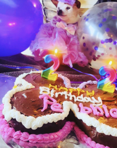 Pebbles teve festa para comemorar os 22 anos de vida / Divulgação / Guinness World Records