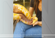 Cobra píton é abandonada dentro de sacola com bilhete e garrafa de cachaça no Pará