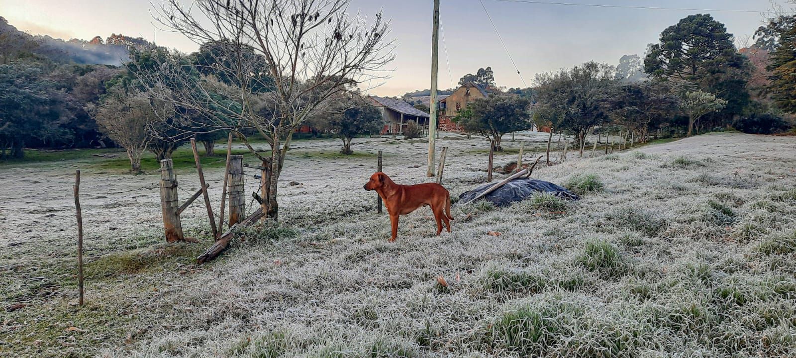 Geada no Rio Grande do sul neste domingo - 12/06/2022