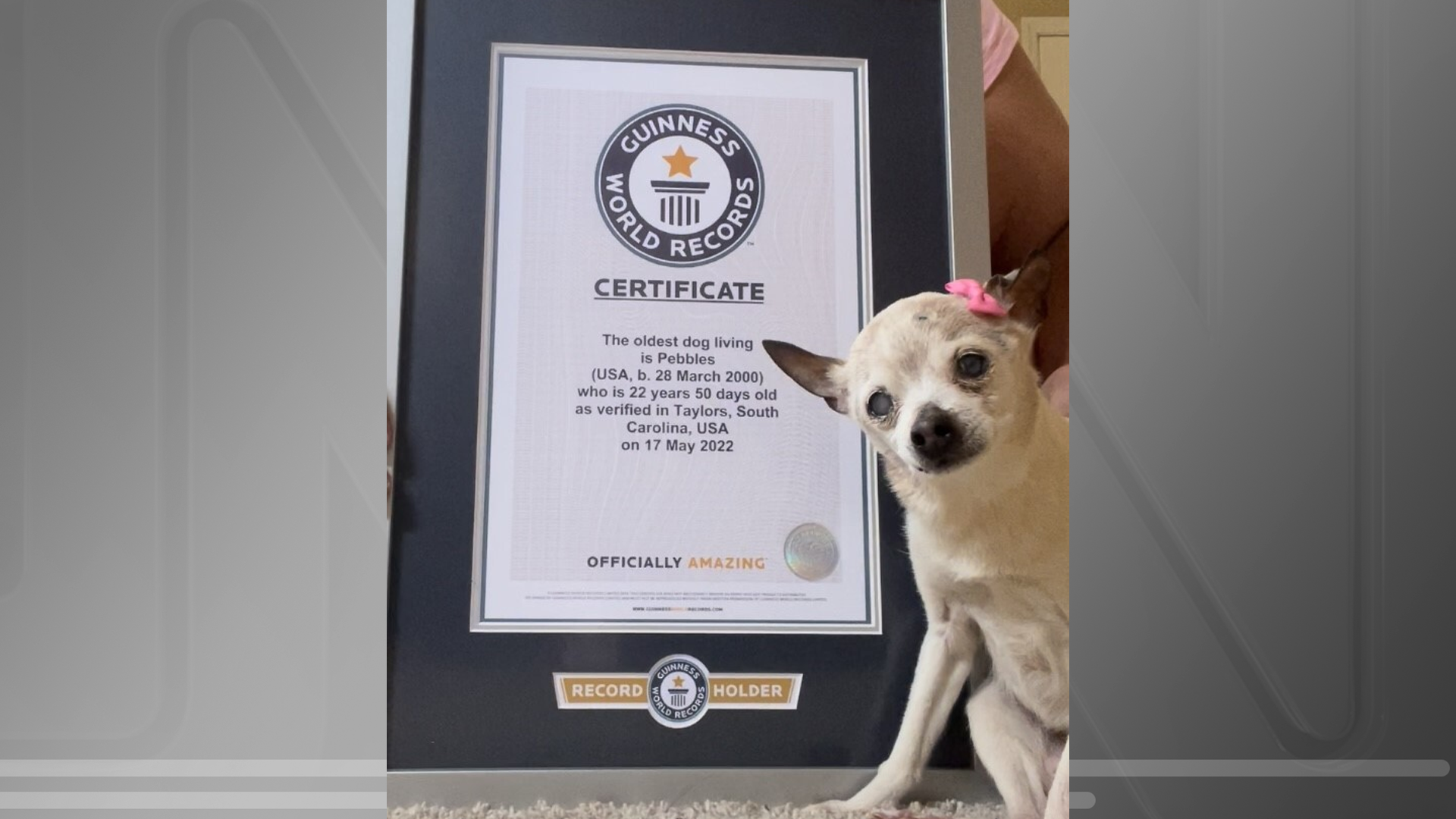 Cachorra mais velha do mundo