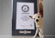 Com 22 anos, cachorra dos EUA recebe o título de mais velha do mundo pelo Guinness