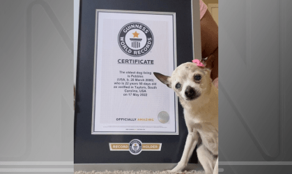 Cachorra mais velha do mundo