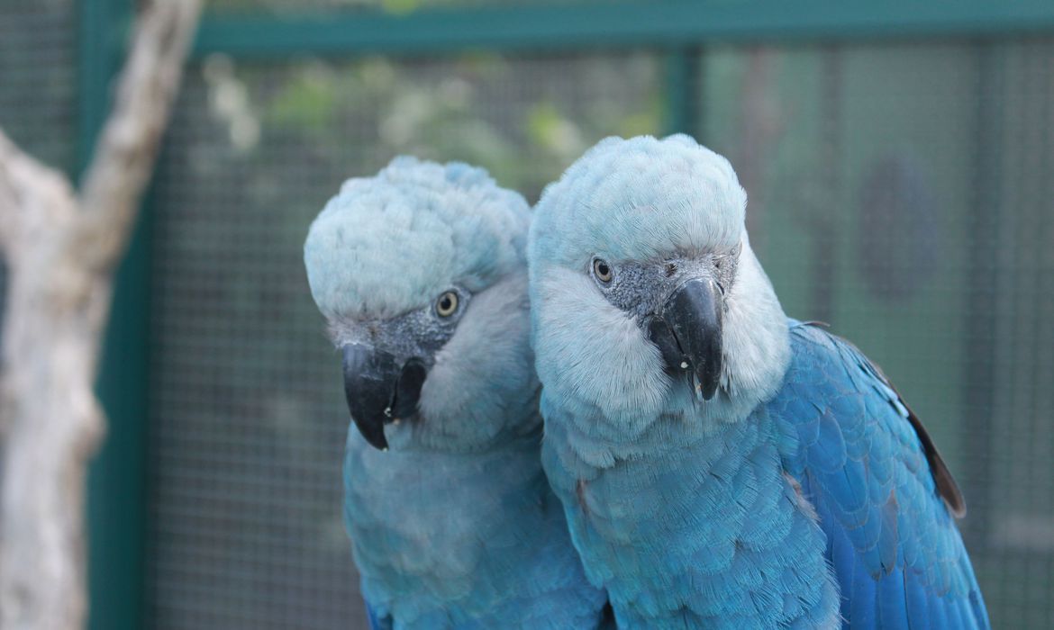 Ararinhas-azuis (Cyanopsitta spixii)