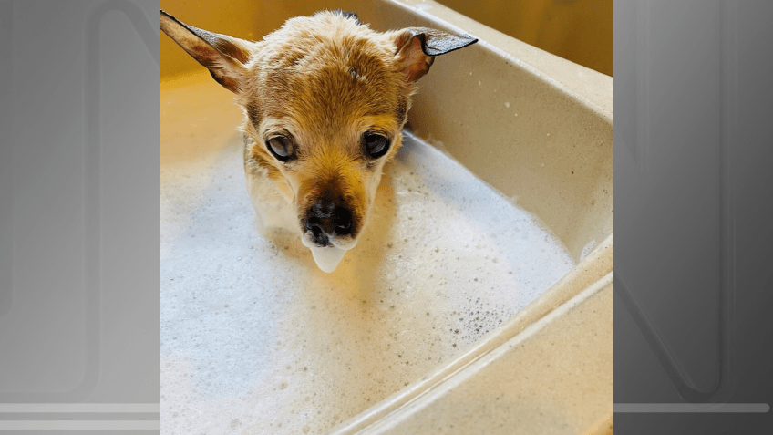 Pebbles conquistou o título do Guinness World Records com 22 anos e 50 dias de vida / Divulgação / Guinness World Records