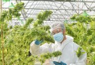 Tailândia descriminaliza cannabis, mas pessoas não podem fumar maconha, diz ministro