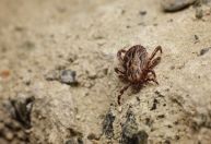 Doença de Lyme: entenda as características da condição