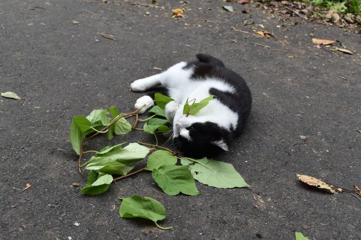 Gato rola e esfrega o corpo contra folhas de matatabi / Masao Miyazaki