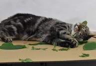 “Catnip”: Entenda os efeitos da erva-gateira em felinos