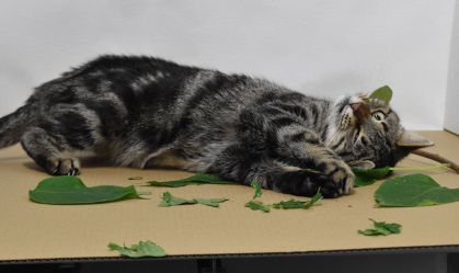 catnip