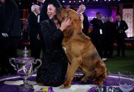 Bloodhound vence torneio tradicional de cães nos EUA; veja imagens dos ganhadores