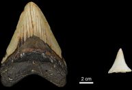 Tubarões-brancos podem ter colaborado na extinção do megalodonte, diz estudo