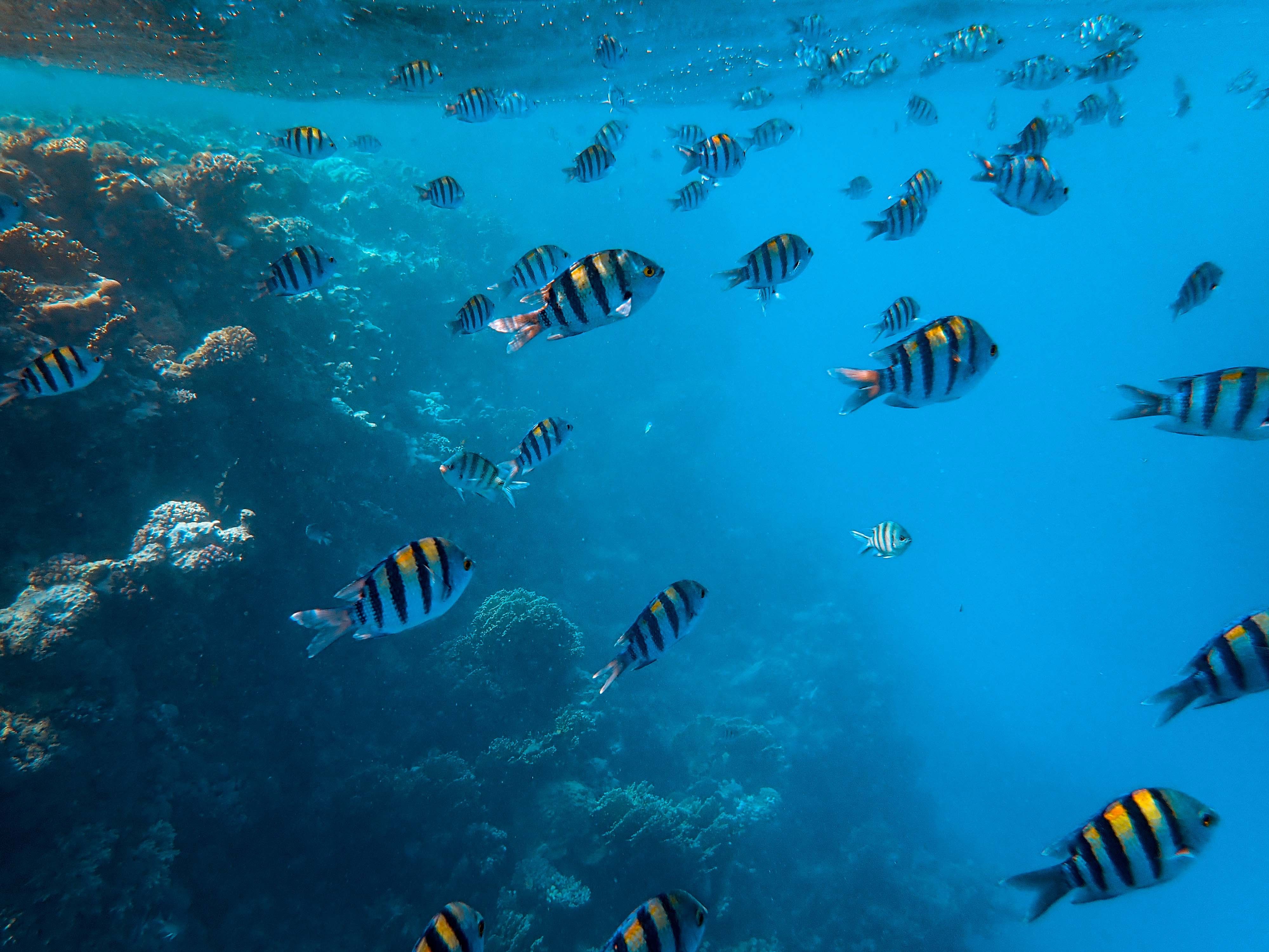 Dia Mundial dos Oceanos