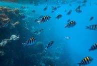 Temperatura dos oceanos atingiu o nível mais alto já registrado, diz instituto