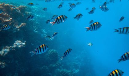 ONU conclui acordo histórico entre nações para proteção da biodiversidade marinha