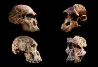 Fósseis humanos da África têm 1 milhão de anos a mais do que se pensava anteriormente