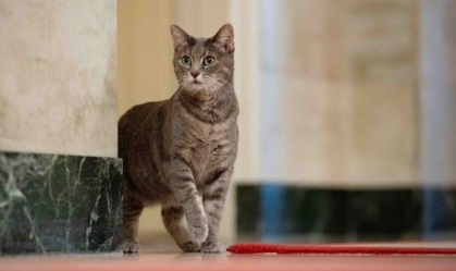 Conheça os privilégios de ser Willow Biden, gata do presidente dos EUA