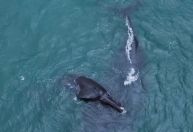 Baleia e filhote são vistos em Ubatuba, litoral de São Paulo