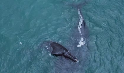 Baleia e filhote são vistos no litoral de São Paulo
